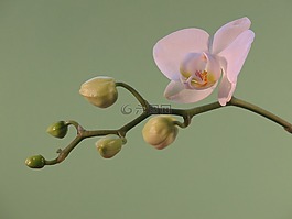 花,植物,蘭花