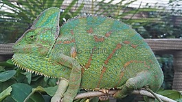 含蓄的變色龍,變色龍,爬行動物