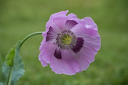 罌粟,紫,開(kāi)花