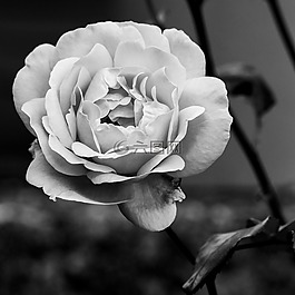 玫瑰,鮮花,花