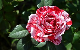 花,性質(zhì),廠