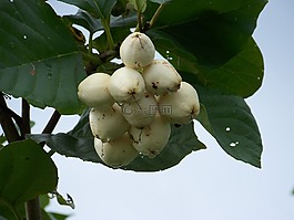 水果,熱帶,白