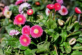 雛菊,粉紅色,盛開