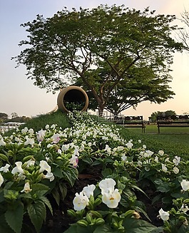 苏luang,公园,花