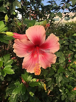 槿,花,粉紅色的花