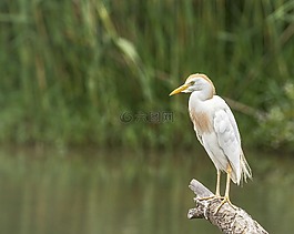 白鷺,牛,鳥