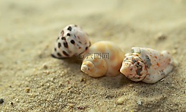 貽貝,蝸牛,沙