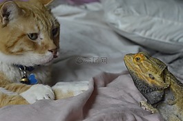 貓,龍,爬行動物