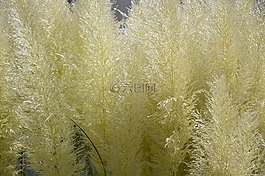 草,綠色,性質(zhì)