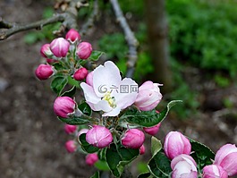 開花,櫻花盛開,春天