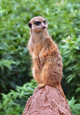 動物世界,動物園,獴