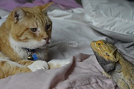 貓的,貓,爬行動物