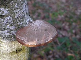 樹菌,樹,蘑菇