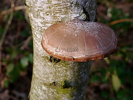 樹菌,樹,蘑菇