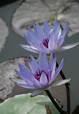 睡蓮,水生植物,池塘