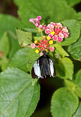 蝴蝶,鮮花,昆蟲(chóng)
