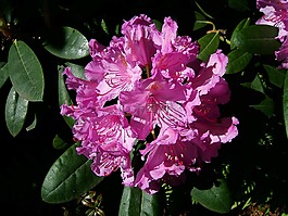 花,宏,性質(zhì)