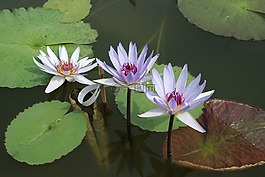 睡蓮,水生植物,湖玫瑰