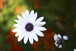 花,開花,花的