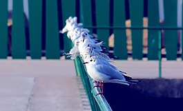海鷗,鳥(niǎo),動(dòng)物