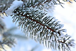 樹,冬天,雪