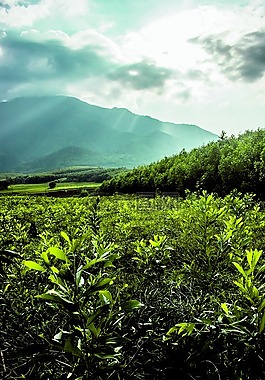 森林,樹,綠色