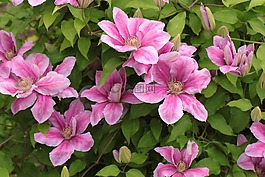鐵線蓮,登山者,開花