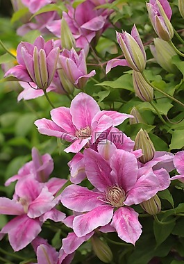 鐵線蓮,登山者,開花