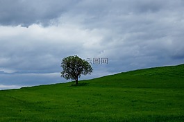 樹,景觀,草地