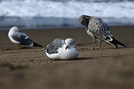 動(dòng)物,海,海灘