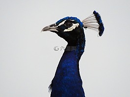 鳥,孔雀,藍(lán)色