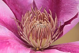 鐵線蓮,登山者,開花