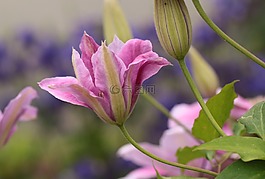 鐵線蓮,登山者,開花