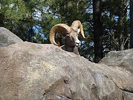 ram,動物,牛角
