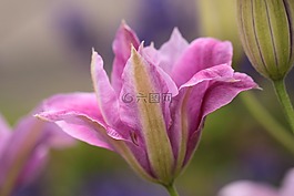 鐵線蓮,登山者,開花