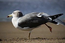 動物,海,海灘
