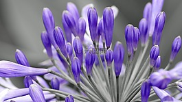 自然,花,植物區(qū)系