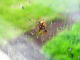 蜜蜂,黄蜂,窗口