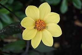 花,植物區(qū)系,性質(zhì)