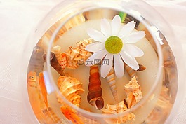 外殼,貝殼,花
