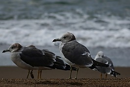 動物,海,海灘