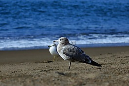 動(dòng)物,海,海灘
