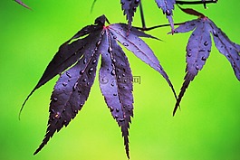 葉,雨,宏碁