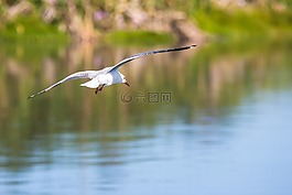 hartlaub的海鷗在飛行,水,反思