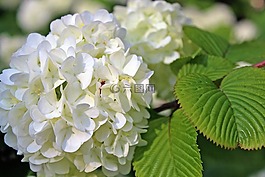 自然,鮮花,植物
