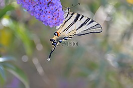 蝴蝶,tigerprint,bug