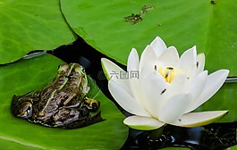 青蛙,樹(shù)蛙,睡蓮