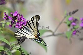 蝴蝶,tigerprint,bug