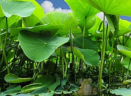 青蛙,樹蛙,配對