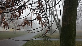 霧,秋,樹